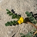 Two-flowered Horseshoe-Vetch - Photo (c) Denis Bastianelli, some rights reserved (CC BY), uploaded by Denis Bastianelli