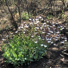 Trichodesma physaloides