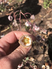 Trichodesma physaloides