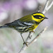 Setophaga Warblers - Photo (c) Donna Pomeroy, some rights reserved (CC BY-NC), uploaded by Donna Pomeroy
