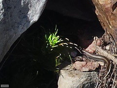 Psammophis crucifer