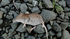 Sorex vagrans