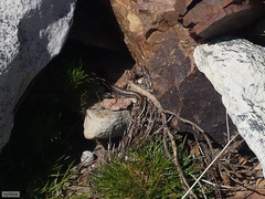 Psammophis crucifer