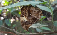 Hypna clytemnestra huebneri