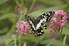 Papilio demoleus malayanus