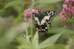 Papilio demoleus malayanus