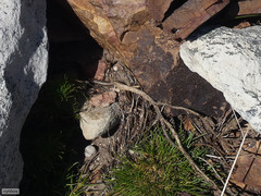 Psammophis crucifer