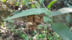 Hypna clytemnestra huebneri