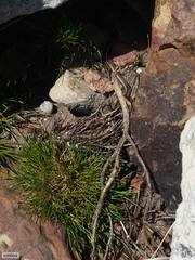 Psammophis crucifer