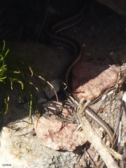 Psammophis crucifer