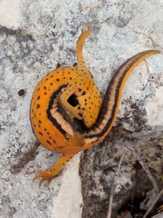 Banded Newt photo 5