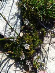 Erepsia esterhuyseniae