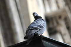Columba livia domestica