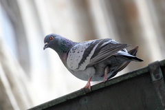 Columba livia domestica