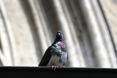 Columba livia domestica