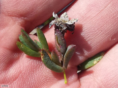 Erepsia esterhuyseniae