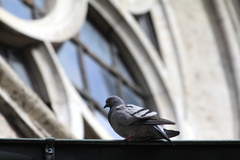 Columba livia domestica
