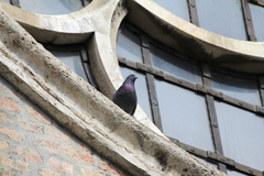 Columba livia domestica