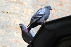 Columba livia domestica