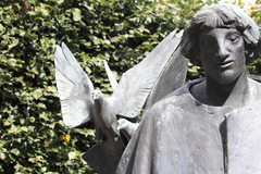 Columba livia domestica