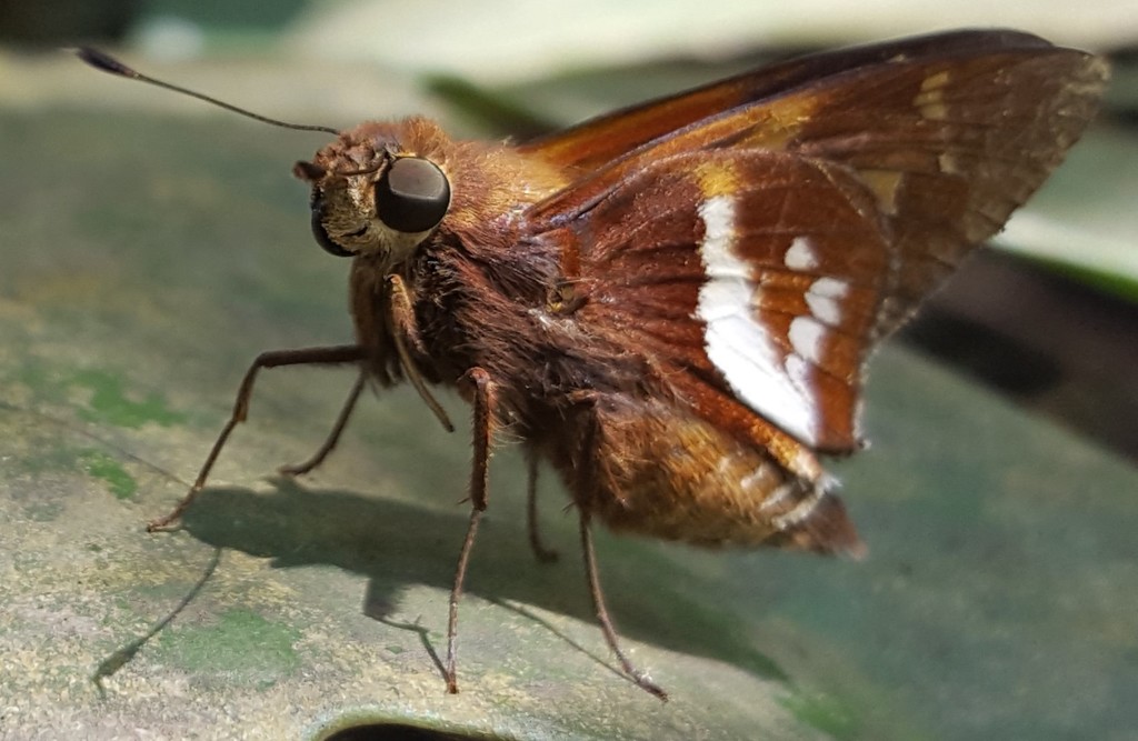 Xeniades orchamus
