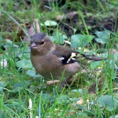 Fringilla coelebs