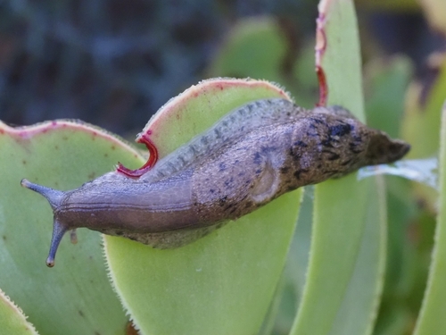 Cryptella