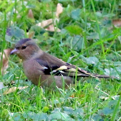 Fringilla coelebs