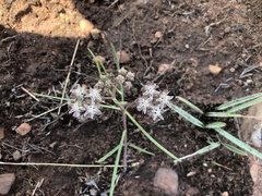 Asclepias stellifera