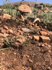 Asclepias stellifera