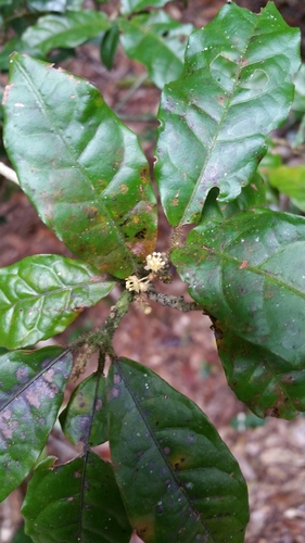 Croton humbertii