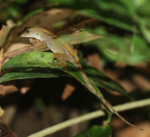 Copper Anole, Anolis cupreus