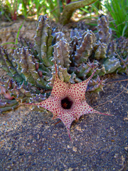 Ceropegia hislopii image