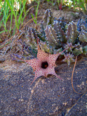 Ceropegia hislopii image