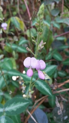 Desmodium uncinatum image