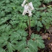 Dicentra canadensis - Photo (c) Mark Eanes,  זכויות יוצרים חלקיות (CC BY), הועלה על ידי Mark Eanes