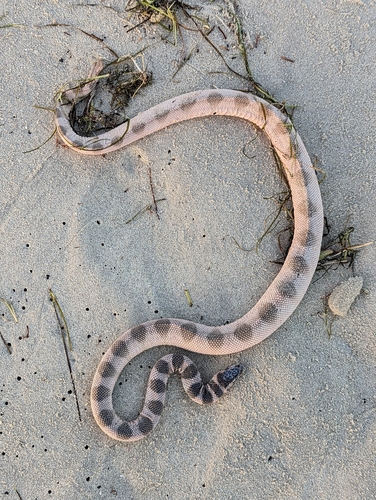 Persian Gulf Sea Snake, Hydrophis lapemoides