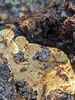 Phylloporia sp. 'CA01' - Photo (c) Stu Pickell, some rights reserved (CC BY-NC), uploaded by Stu Pickell