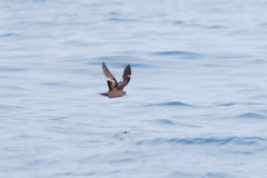 Hydrobates monorhis