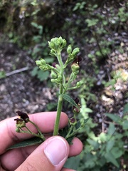 Scrophularia smithii image