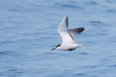 Aleutian Tern photo 5