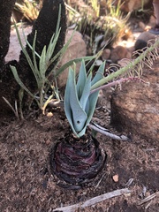 Ledebouria confusa