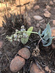Ledebouria confusa