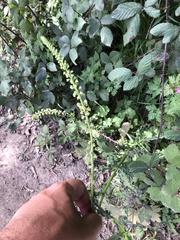 Reseda luteola image