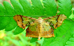 Krananda semihyalina