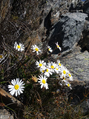 Polyarrhena imbricata