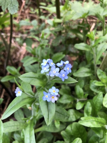 Myosotis image