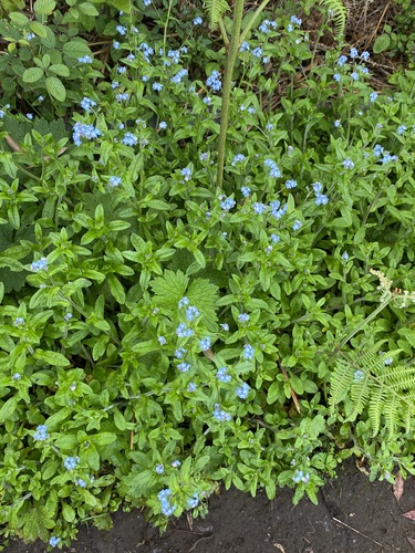 Myosotis latifolia image