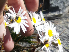 Polyarrhena imbricata