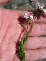 Polyarrhena imbricata